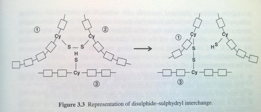 21 Kuva 14 kuvaus disulfidi ja tioliryhmän vaihdosta sitkoproteiinien välillä [14, s 57] Sekoituksen voimakkuudella ja kestolla on yhteisvaikutuksia askorbiinihapon kanssa.