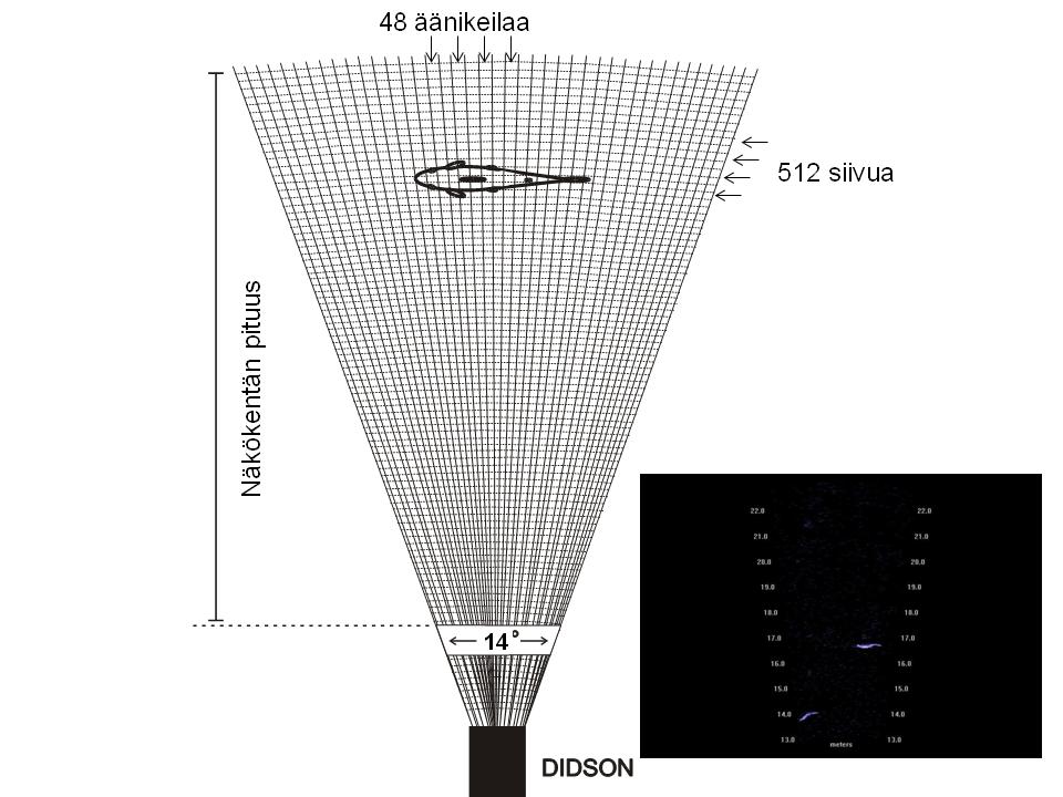 Kuva 6. Kaavakuva DIDSON-luotaimen tuottamasta kuvasta (Lilja 2011). Yläkuvassa kolmiulotteinen havainnekuva, joka DID- SON-luotaimella näkyy kaksiulotteisena (alla).