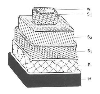 Kuva 14. Kaavio puukuidun soluseinän rakenteesta 23 Jauhatuksessa kuituseinämän rakenteen monimutkaisuuden takia jauhatus johtaa useisiin rakennemuutoksiin.