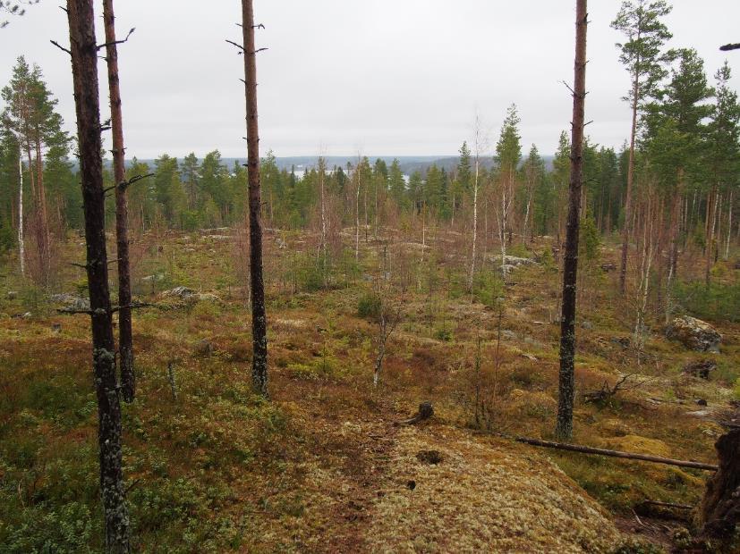 Avokalliota Ellivuoren rinteessä.