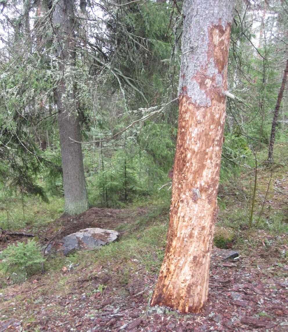 Sippaantien metsikössä kasvaa isoja puita, mutta alueella on myös lahopuuta ja tuoreempia myrskytuhoja.