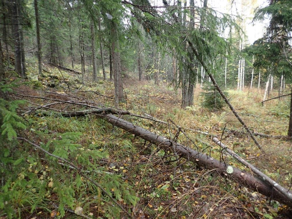 11 Suunnitellun linjan reittiä Mikkolanmäen luoteispuolella. Eteläkaakkoon. Lähteet Painetut lähteet Peruskartta 2041 12 Perttula. Maanmittaushallitus 1957. Peruskartta 2042 10 Vihtijärvi.