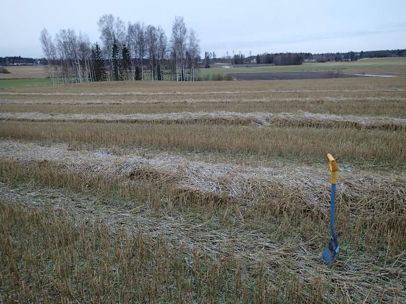 Tuhkurinojan kivikautinen asuinpaikka