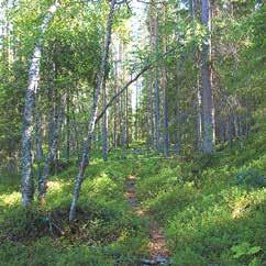 kansainvälistä kysyntää, sekä lisätä paikallista tuotantoa, kuten puurakentamista, lähienergiaa ja lähiruokaa.