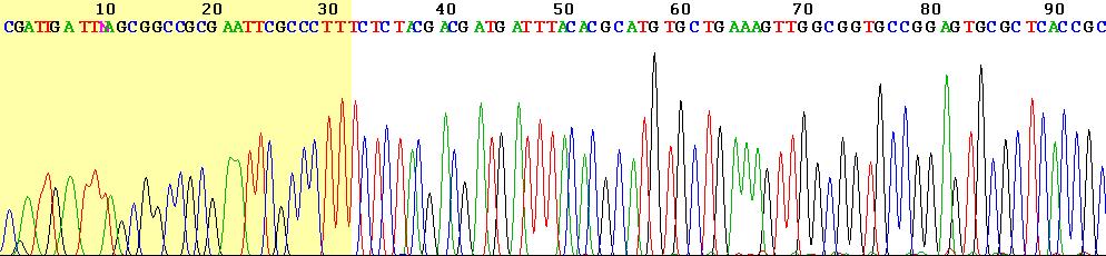 Emäsjärjestyksen selvittäminen sekvensoinnin jälkeen Sekvensoitaessa on syntynyt eripituisia DNA-pätkiä (päättävät emäkset!