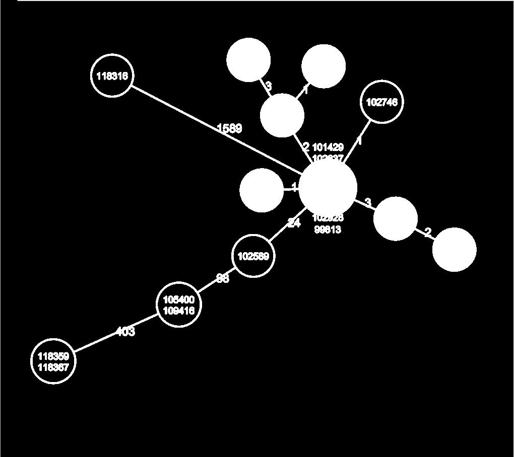 Minimaalinen virityspuu alleeliprofiileista Minimum spanning tree (MST) Juureton puu, jossa Solmut: tutkittavat bakteerikannat (alleeliprofiilit) numerot kantojen näytenumeroita Yhdysviivat: