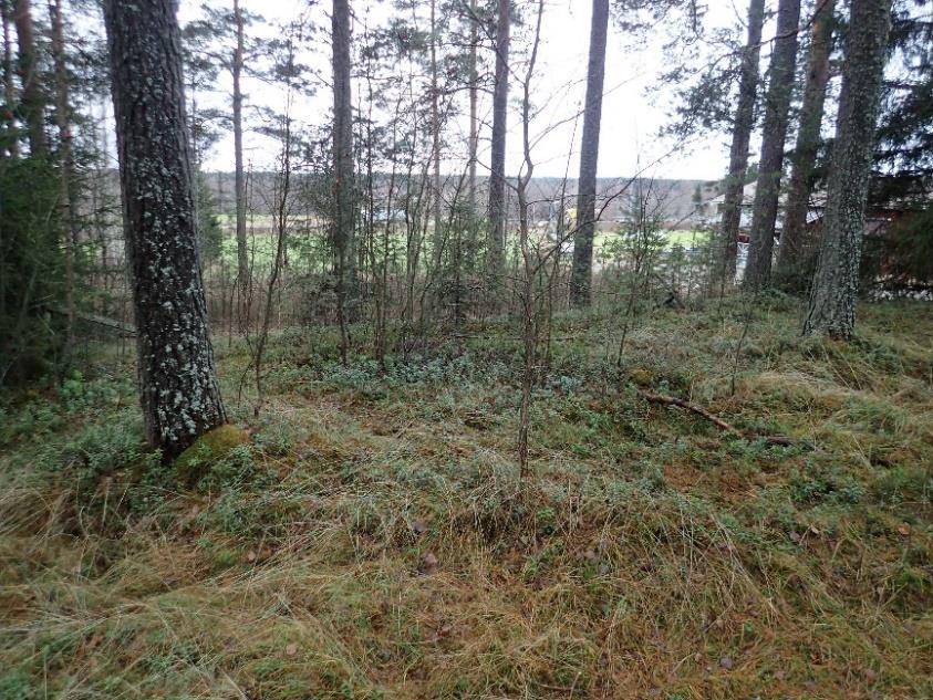 Kolme kvartsi-iskosta löytyi kuvan oikeassa laidassa olevasta tien