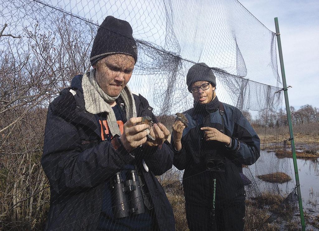 Rengastusvuosi Nuorta rengastajapolvea rengastamassa Jurmossa. Young ringers in Jurmo.