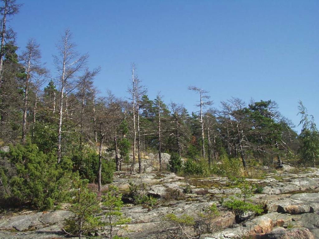 Kallionlakimetsää