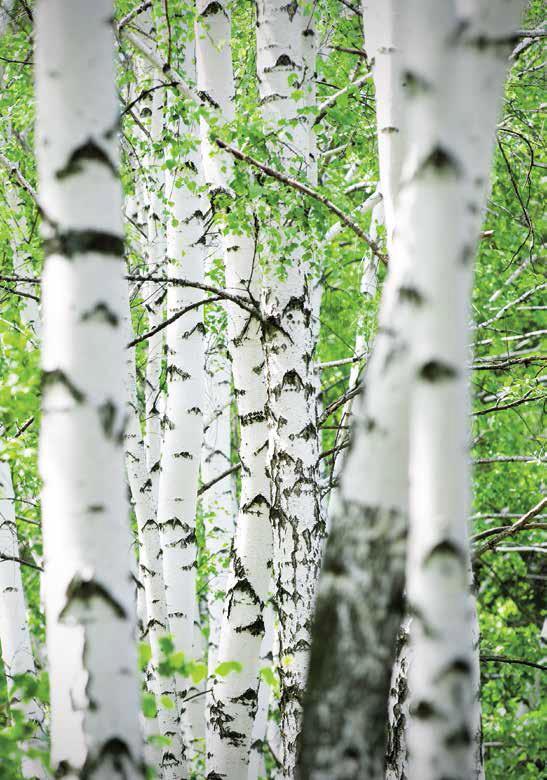 Metsät ovat biotalouden perusta Suomen metsät tärkeitä kansallisesti 75% maapinta-alasta 65% biotalouden viennin arvosta 25% kokonaisenergiasta 80% uusiutuvasta energiasta ja EU:ssa Suurin