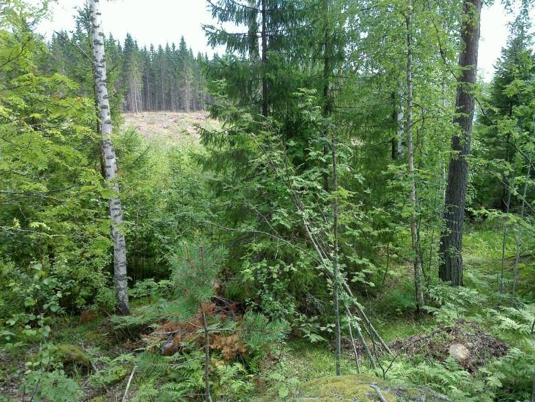 19608, kvartsi-iskoksia, Huurre M 1974, diar. 23.4.1975, kvartsiiskoksiatarkastus. Sijainti: Huomiot: Paikka sijaitsee Sulkavan kirkosta 1,5 km itään.