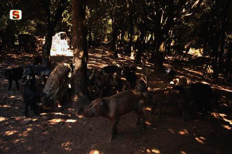 Italia Sardinia epäonnistunut eradikaatio-ohjelma merkitsemätön yli 10 000 sian vapaasti laiduntava populaatio paljon pieniä sikaloita joissa huono