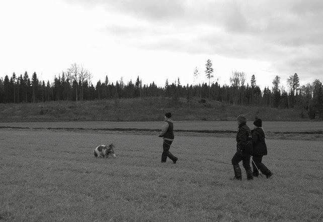 etsintä- ja pelaatuskoirien (HEPeKo) joukkuetta,