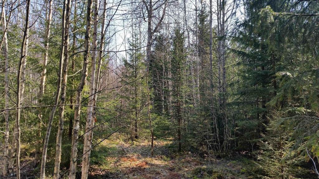 Maa-ainesten ottamista ei ole aloitettu Tammelan alueella, mutta metsät on monin paikoin hakattu (kuva 10).