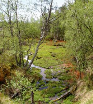 rantarakentaminen Esimerkkejä uhanalaisista