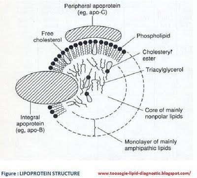 LIPOPROTEIINIEN RAKENNE Ydinosassa triglyseridit ja kolesteroliesterit Ulkokuoressa