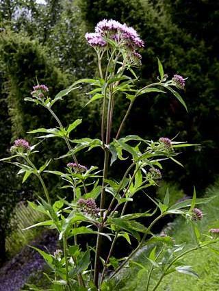 Kuva d. Punalatva (Eupatorium cannabinum) vasemmalla (@jukka lehmuskallio, http://www.luontoportti.