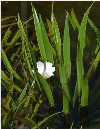 Kuva e. Kukkiva sahalehti (Stratiotes aloides) vasemmalla (@jukka lehmuskallio, http://www.luontoportti.