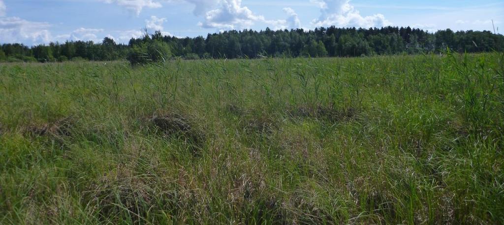 Pajuluhdat ja avoluhdat on luokiteltu Etelä-Suomessa silmälläpidettäviksi luontotyypeiksi.