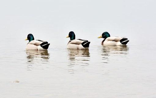 Kunnan käytettävissä on oltava ikääntyneen väestön hyvinvoinnin, terveyden, toimintakyvyn ja itsenäisen suoriutumisen tukemista sekä iäkkäiden