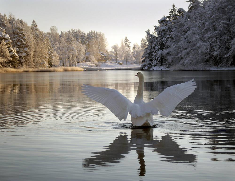 Arktisen kestävän