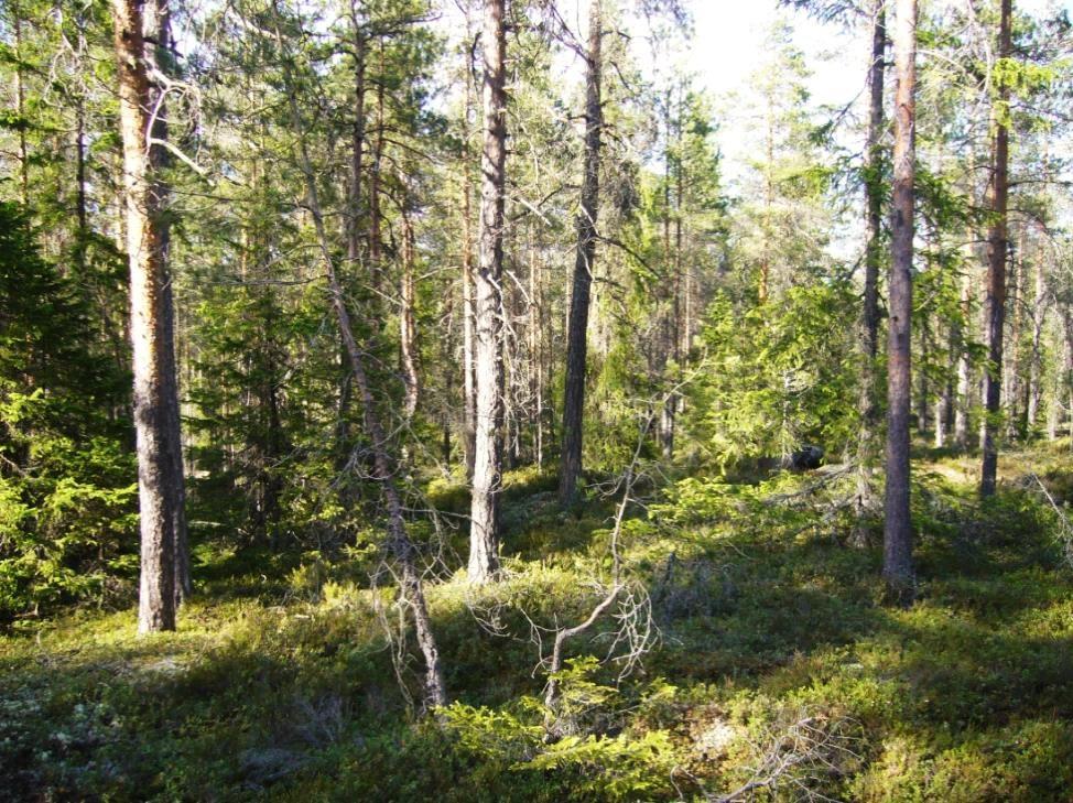 Kalliosalon luonnontilaisen männikön järeitä kilpikaarnaisia ylispuumäntyjä. Hannu Tuomisto 2009. 3.