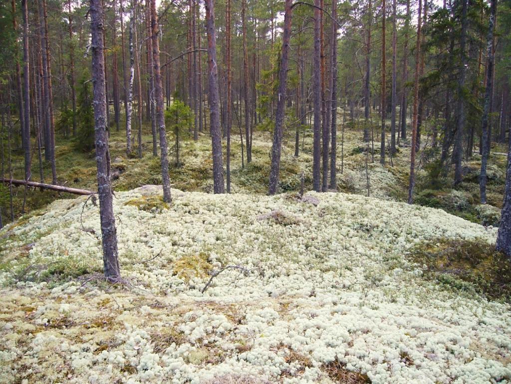 Paikan pesimälinnustoon kuuluvat ainakin palokärki, pohjantikka ja hippiäinen.