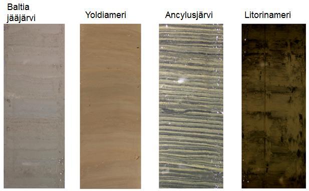 Alimmaisena tyypillisessä savisedimenttijärjestyksessä on Baltia jääjärven aikana makean järven pohjaan muodostuneet kerralliset lustosavet ja -siltit. (Ronkainen 2012).