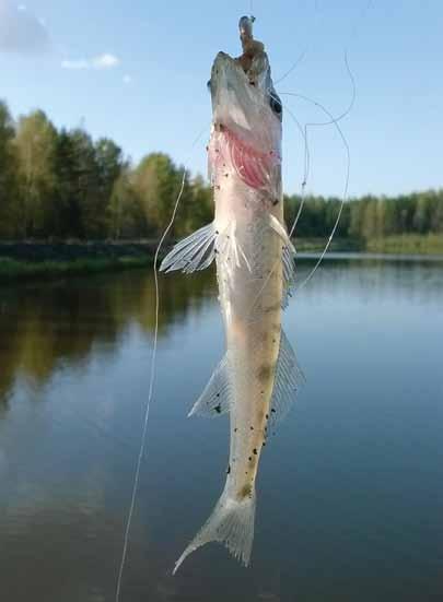 lauri urho Noin kuuden viikon ikäinen poikanen. Kuha rantavesiin tai jokisuihin talveksi, mikä on havaittu erityisesti rannikolla.