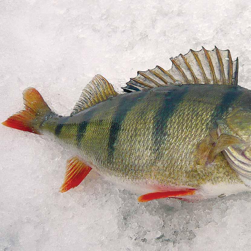 ville vähä Ahven B 404