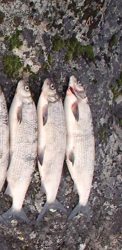 Siika Erno Salonen Lari Veneranta Outi Heikinheimo Matti Salminen Siika Coregonus lavaretus Siika on sopeutuvainen kala.