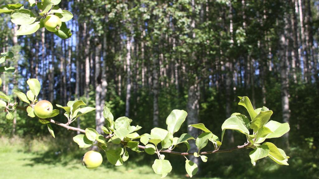 Varautuminen vanhuuden varalle on tehtävä