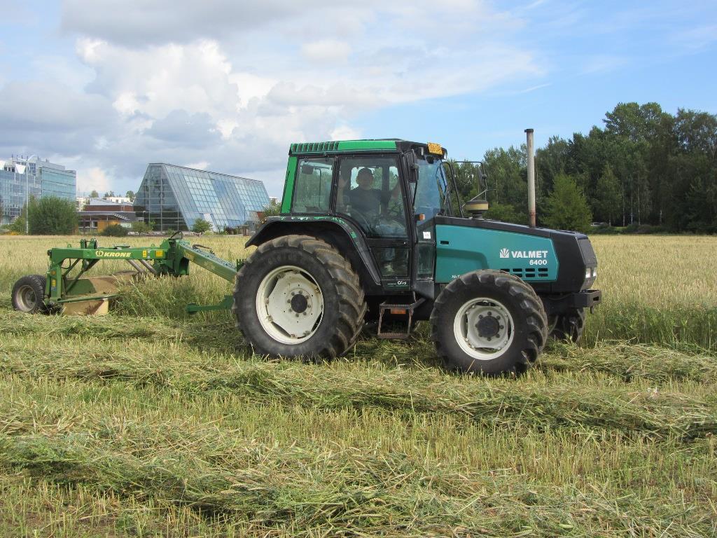 Valkolupiini Korjuu Kokoviljasäilörehuna kun palot ovat täyttyneet, mutta eivät tuleentuneet v 2014 kylvö 15.5 korjuu 19.