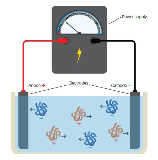 Proteiinien elektroforeesin periaate Proteiinit liikkuvat sähkökentässä Hyödynnetään proteiinien erottamiseksi toisistaan tunnistamista varten Proteiinit liikkuvat kokonsa perusteella eri nopeuksilla