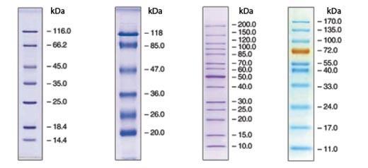 Proteiinin koon määritys FDH: 10-formyltetrahydrofolate dehydrogenase 2,3-BDH: