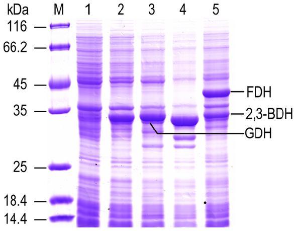 värjäys ja/tai immunoblottaus Kuvantaminen ja tulosten analysointi Esimerkki