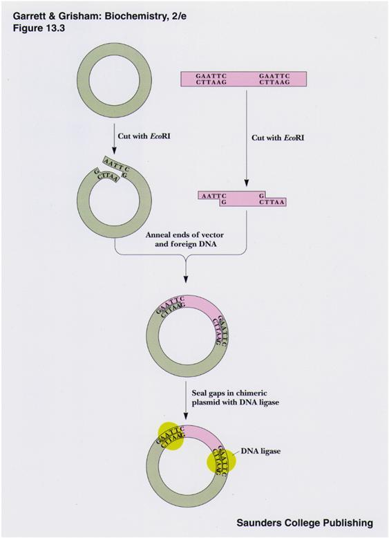 Restriktioentsyymejä on erilaisia http://users.rcn.com/jkimball.ma.ultranet/biologypages/r/restrictionenzymes.