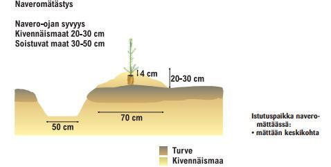 11 Kuva 6 Naveromätästyksestä ja taimen istutuspaikasta naveromättäässä (Metsänviljelyopas 2001) Ojitusmätästyksessä kaivetaan matala oja, josta maa siirretään laakeisiin 20 30 cm korkeisiin