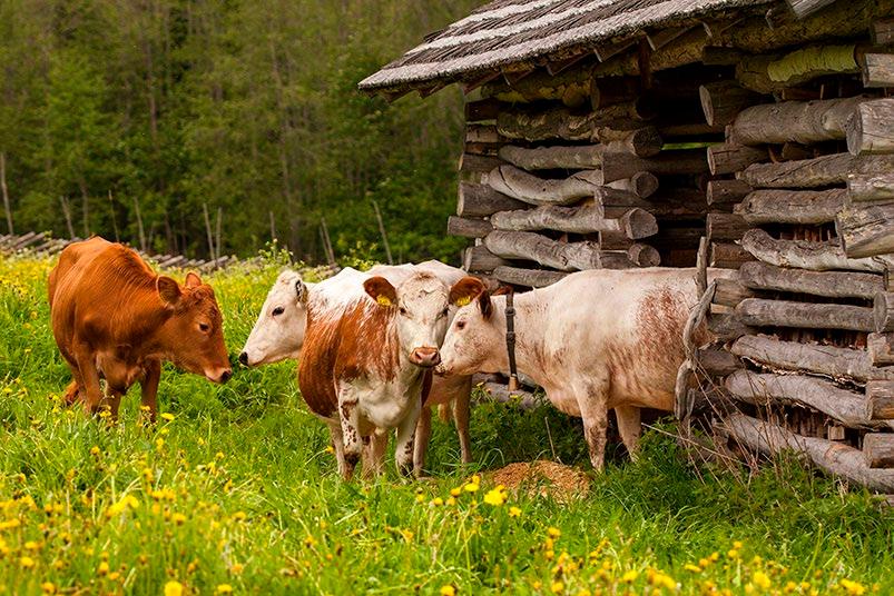 SUOMEN MAA-, METSÄ- JA KALATALOUDEN KANSALLINEN GEENIVARAOHJELMA Suomen Kansallisen eläingeenivaraohjelman suunnittelussa ja toteutuksessa noudatetaan YK:n Elintarvike- ja maatalousjärjestö FAO:n