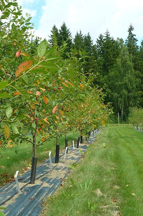 SUOMEN MAA-, METSÄ- JA KALATALOUDEN KANSALLINEN GEENIVARAOHJELMA Tarhaomenan geenivarakokoelma on melko kattava, vaikka joitakin täydennyksiä ja lajikenimien oikeellisuuden tarkistuksia on vielä