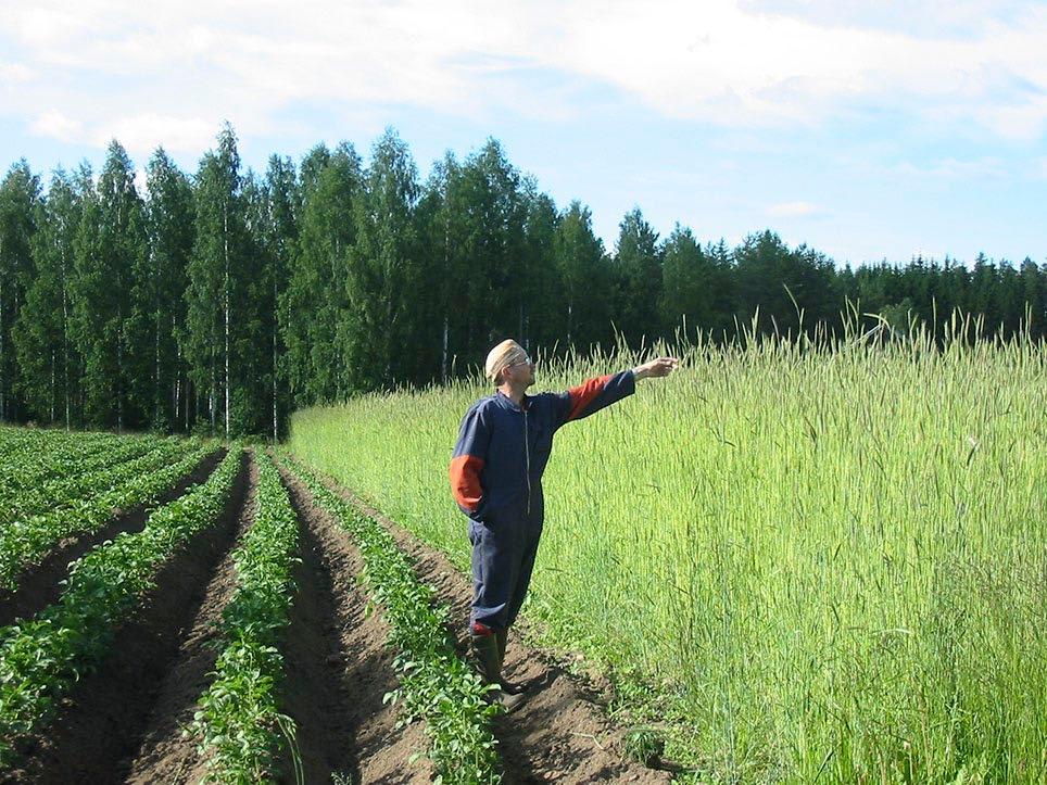 MAA- JA METSÄTALOUSMINISTERIÖN JULKAISUJA 2018:11A Kuva 9. Maatiaissyysruis viljelyssä.