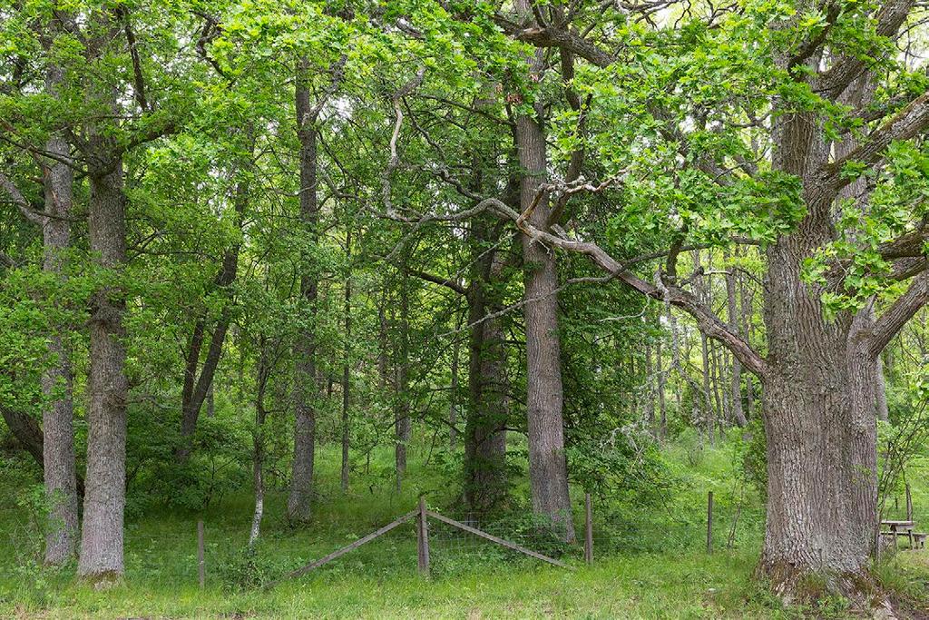 SUOMEN MAA-, METSÄ- JA KALATALOUDEN KANSALLINEN GEENIVARAOHJELMA Kuva 12. Jalojen lehtipuiden geenivarakokoelmat on perustettu luontaisista metsiköistä kerätyllä aineistolla.