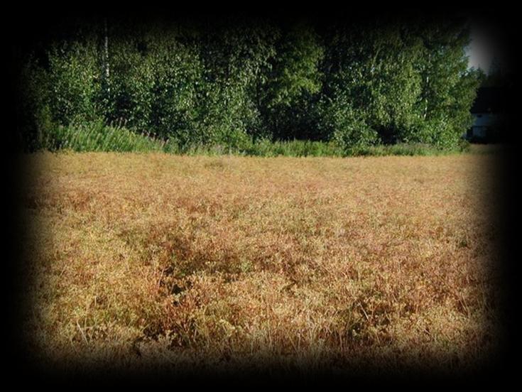 Lajittelu Kuminaerä lajitteluun 2 viikon sisällä saapumisesta Janakkalaan.