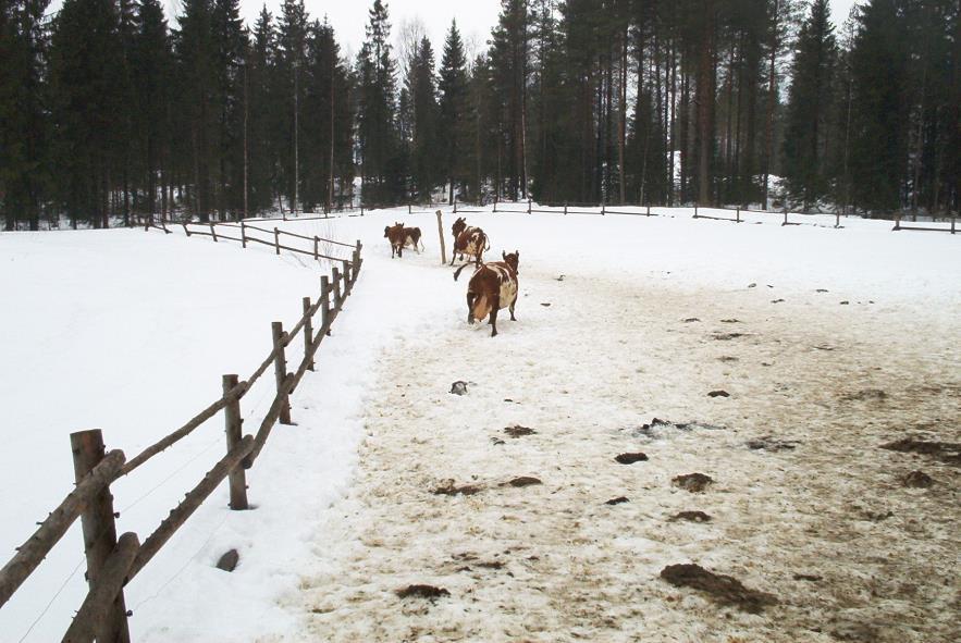 Entäpä tarttuvat sorkkasairaudet?