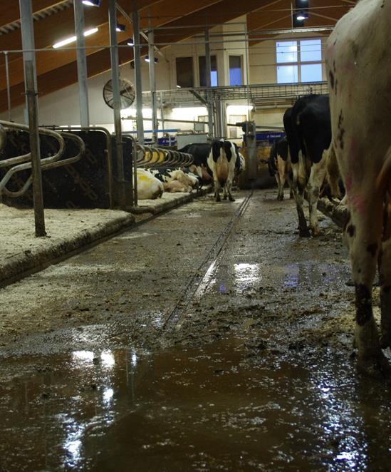 muu eläinliikenne Laajentaminen koko stressin kanssa