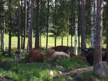 Keskimmäistä aloista laidunnetaan parhaillaan, eteläisintä aloista on laidunnettu vielä viime kesänä ja pohjoisimman laidunnuksesta on muutama vuosi aikaa.