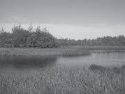 Hönninlahden kosteikkoaluetta. harvennettu ja metsään on jätetty maapuita raivauksen jäljiltä.