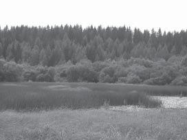 Rannan puusto tulee säilyttää Palosjärven pohjoispäässä, jotta se suojaa rantaa eroosiolta. Muilta kohdin järven rannan puustoa on mahdollista ja suositeltavaakin harventaa.