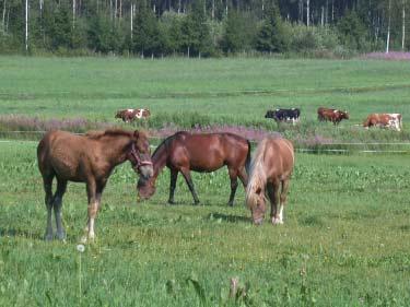 Puron varrella laiduntavat hevoset ja nautakarja. töään ylemmäs. Laidunnuksesta johtuen maanpinta on paikoin kulunut ja paljas ja kasvillisuus kohteella on matalaa.
