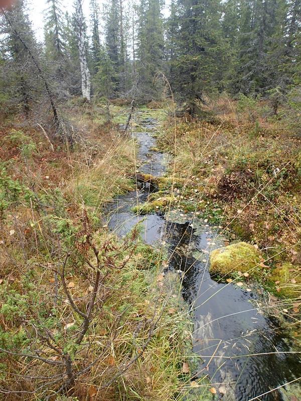 tähtitalvikki, nuokkutalvikki, vilukko, pikkutalvikki, lillukka, pohjantähtimö ja korpiorvokki.